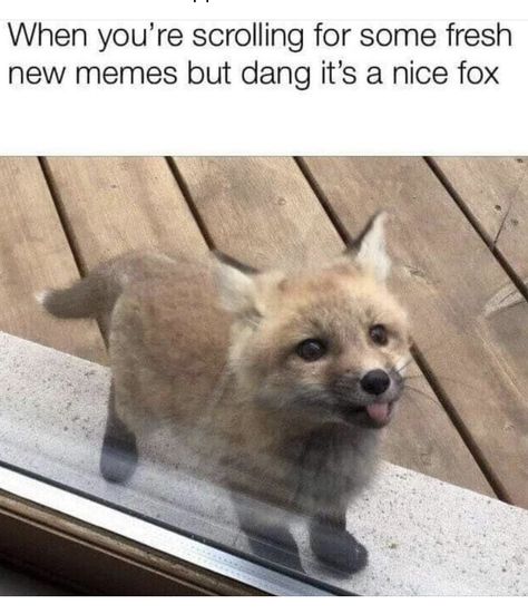 Fox Meme, Fox Memes, Funny Animal Jokes, Silly Animals, Dessin Adorable, Fluffy Animals, Cute Wild Animals, Cute Memes, Funny Animal Memes