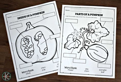 Parts Of A Pumpkin Preschool, Pumpkin Worksheets, Easy Pumpkin Craft, Pumpkin Parts, Pumpkin Preschool, Inside Of A Pumpkin, Pumpkins Preschool, Pumpkin Science, Shape Matching Game