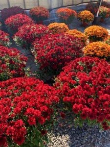 Garden Mums – When to Buy and How to Care for Them Mums Landscaping, Landscaping Designs Layout, Patio Front Yard, Garden Backyard Design, Backyard Landscaping Designs Layout, Landscape Ideas Backyard, Landscape Design Backyard, Backyard Rock Garden, Small Backyard Landscape