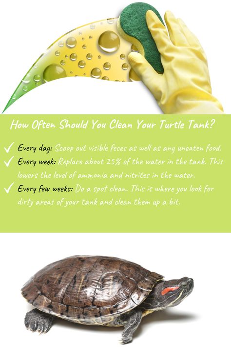 Turtle Tank Ideas, Pet Turtle Care, Aquatic Turtle Tank, Turtle Cage, Sea Turtle Species, Clean Photo, Turtle Terrarium, Red Eared Slider Turtle, Kawaii Turtle