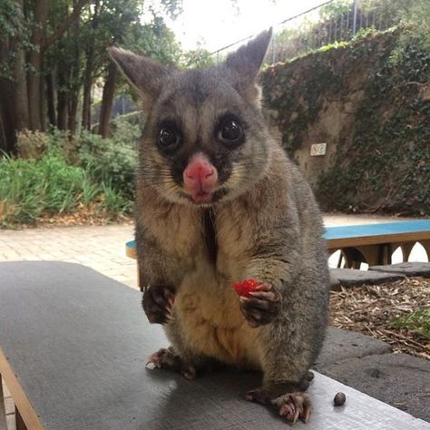 Australlian Possum Australian Possum, Funny Wild Animals, Baby Opossum, Baby Possum, Nocturnal Animals, Unusual Animals, Australian Animals, Zoo Animals, Woodland Animals