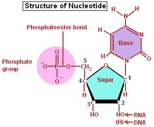 This is a structure of a nucleotide (monomer for nucleic acid). Nucleotides Notes, Nucleotide Structure, Rna Structure, Nucleic Acid Structure, Chemistry Lecture, Biochemistry Notes, Dna Structure, Learn Biology, Genetic Code