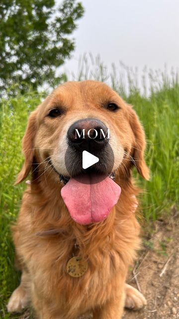 Bliss & Lux 🌞🌸 on Instagram: "That the reality for me 🙊

Follow @bliss_thegolden  for more pup content 🤍🫶🏻

Golden retriever | funny reels | dog reel | puppy | dog life | puppy" Golden Retriever Funny, April 20, Puppy Dog, Girls Best Friend, Dog Life, Dogs And Puppies, Golden Retriever, Best Friends, Lily