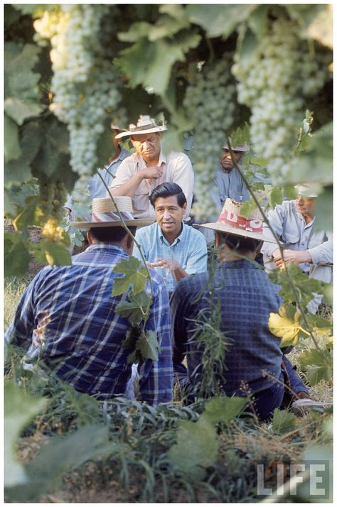 california farm workers union | ... the United Farm Workers Union Delano, CA, US 1968 Photo Arthur Schatz United Farm Workers, Cesar Chavez Day, Farm Workers, Cesar Chavez, Workers Union, Civil Rights Leaders, Mexican American, Mexican Culture, Martin Luther King Jr