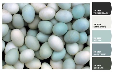 ColorSnap by Sherwin-Williams – ColorSnap by rflanders Blue Eggs, Chicken Breeds, Robins Egg, Chicken Eggs, Duck Egg Blue, Robins Egg Blue, Feeling Blue, Chickens Backyard, Color Stories