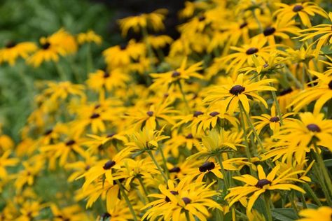 Rudbeckia fulgida var. deamii (Black-Eyed Susan) Plant Notes, Seed Heads, Perennial Border, Coastal Gardens, Early Winter, Cold Frame, Master Gardener, Black Eyed Susan, Black Eyed