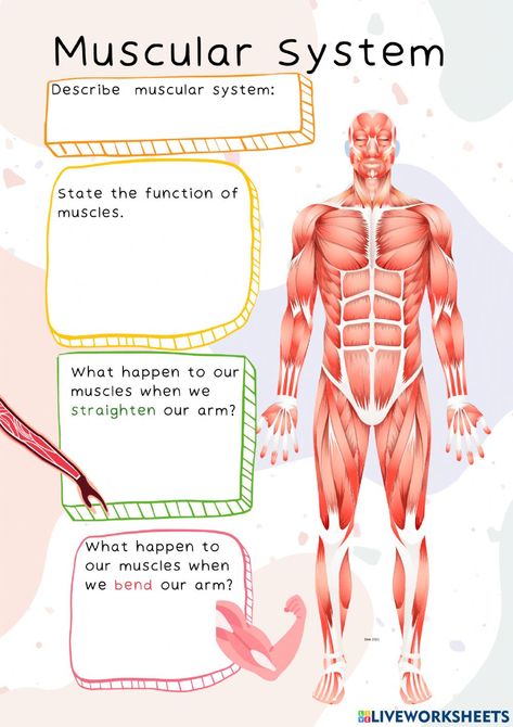 Muscular System For Kids, Muscular System, What Happened To Us, Human Body Systems, Body Systems, Grade 3, Science, Quick Saves