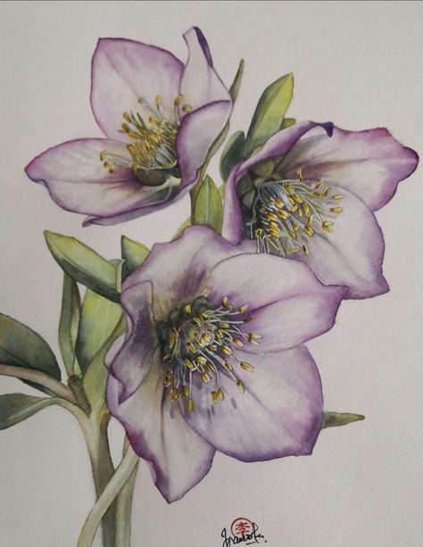 Helleborus Tattoo, Tangled Painting, Minimal Tattoo Designs, Minimal Tattoo Ideas, Iris Painting, Learn Watercolor Painting, Bee Painting, Art Tutorials Watercolor, Watercolor Flowers Tutorial