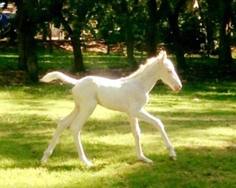 White Horse Pictures, Morgan Horse, History Videos, Thoroughbred Horse, The United States Of America, White Horses, Horse Photos, White Coat, Pretty Horses