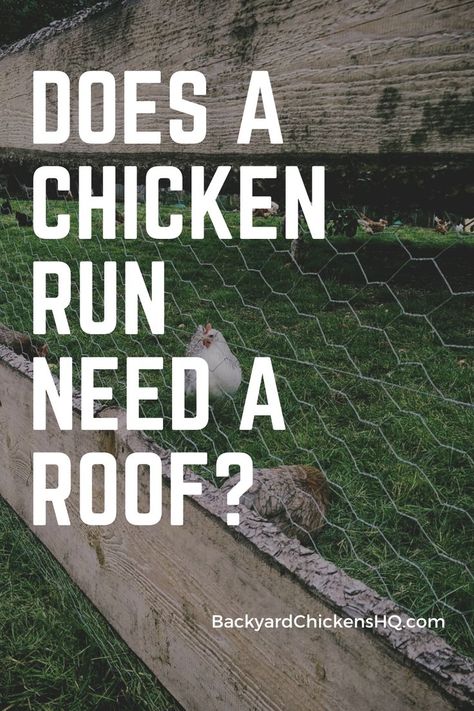 A common question I have heard people ask is “Does a chicken run need a roof?” Maybe you have wondered that yourself. You have probably seen a lot of chicken runs with a roof and then also the many without. So what gives? #backyardchickens #chickencoop #chickenrun Chicken Coop Roof Diy, Chicken Run Fence, Diy Chicken Run Cheap, Building A Chicken Run, Chicken Facts, Chicken Fence, Laying Chickens, Chicken Mama, Raising Ducks