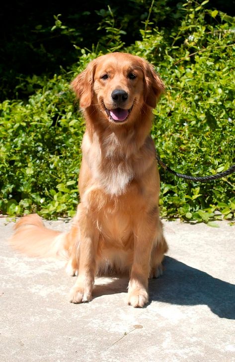 Kaylee front | Kaylee is a female Golden Retriever. DOB 10/2… | Flickr Golden Retriever Female, Female Golden Retriever, Animal References, Pet Breeds, Golden Retrievers, Golden Retriever, My Pictures, Dogs, Animals