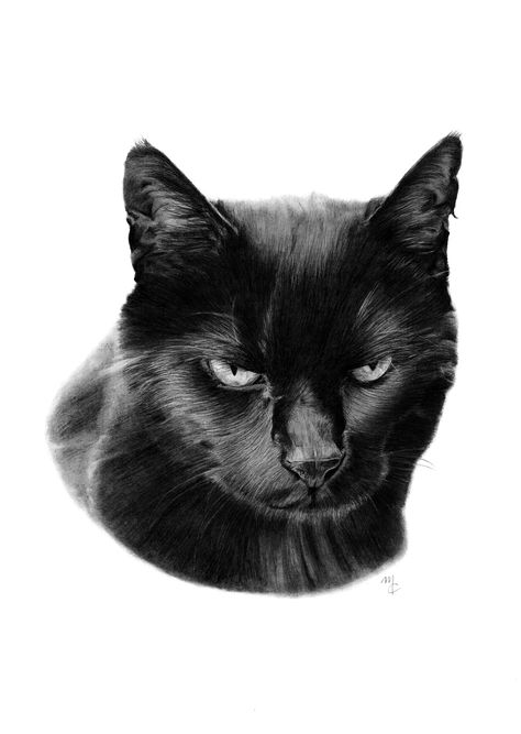 Realistic pencil portrait of a black cat Black Cat Sketch Pencil Drawings, Black Cat Drawing Sketches, Grey Cat Drawing, People As Cartoons, Black Cat Drawing, Pencil Portraits, Pencil Drawings Of Animals, Sketches Of People, Cat Sketch