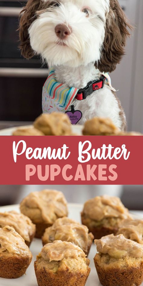 Peanut Butter Pupcakes are dog cupcakes with peanut butter - your puppy will love these for a birthday! Dog Cupcake Recipe, Pupcakes Dog, Cupcakes For Dogs Recipe, Dog Friendly Cake, Dog Cupcake, Dog Cake Recipes, Pet Treats Recipes, Easy Dog Treat Recipes, Dog Cupcakes