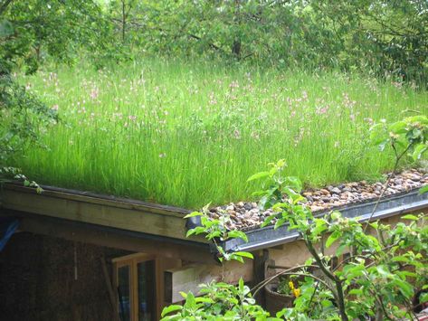 Sod Roof, Sedum Roof, Green Roof System, Grass Roof, Lawn Turf, Roofing Options, Green Roofs, Living Roofs, Landscape Products