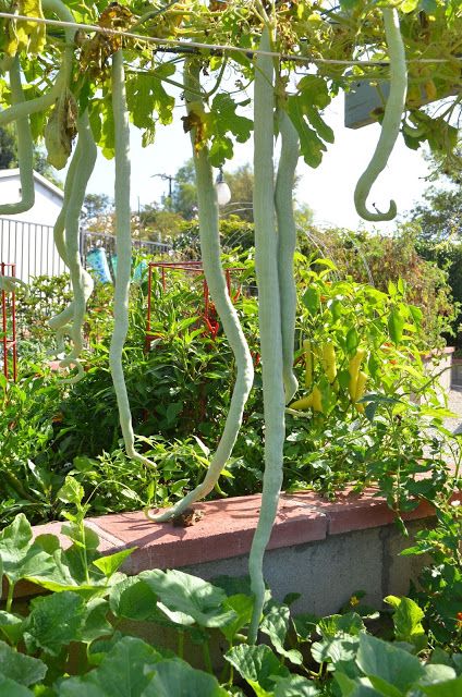 Entertaining From an Ethnic Indian Kitchen: Garden journal: Indian snake gourds from my kitchen garden Aquaponics Setup, Indian Vegetables, Gourd Vegetable, Beautiful Vegetables, Kitchen Garden Window, Indian Garden, Vegetable Garden Diy, Indian Kitchen, Hells Kitchen