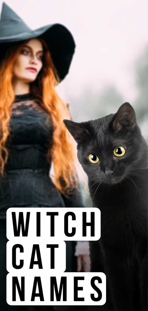 Witch Cat Names - Over 350 Magical Ideas For Your New Kitten Familiars Witch Animal Names, Cat Names Witchy, Witch Names Ideas Girl, Goth Cat Names, Name For Black Cat, Magical Cat Names, Witchy Pet Names, Witchy Dog Names, Spooky Cat Names