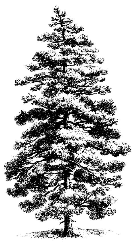 Black and white drawings of pine trees. Tree Line Drawing, Trees Black And White, Tree Black And White, Pine Tree Drawing, Pine Tree Design, Drawing Trees, Tree Drawings, Trees Clipart, Tree Drawings Pencil