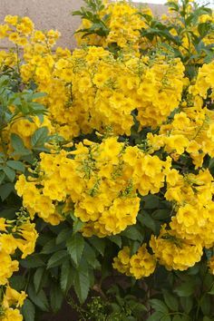 Gold Star™ Esperanza - Monrovia - Gold Star™ Esperanza Texas Xeriscape, City Gardening, Fast Growing Shrubs, Texas Plants, Evergreen Flowers, Monrovia Plants, Trumpet Flower, Texas Gardening, Backyard Plants