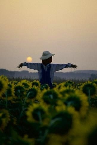 scarecrow in the sunflower field Scary Scarecrow, Sun Setting, Down On The Farm, Fabulous Fall, Sunflower Fields, Happy Fall Y'all, Flower Field, Wizard Of Oz, Happy Fall