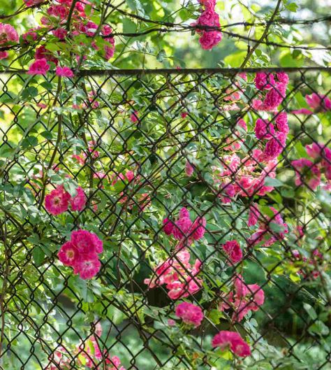 Front Yard Chain Link Fence Landscaping, Chain Link Fence Trellis, Planting Along Chain Link Fence, Vines To Cover Chain Link Fence, Chain Link Fence Garden Ideas, Flowers By Fence, Plants To Hide Chain Link Fence, Climbing Roses On Chain Link Fence, Black Chain Link Fence Landscaping