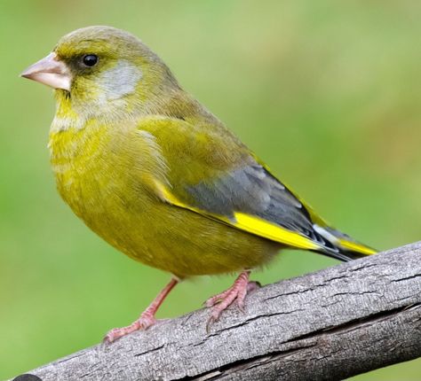 Green Finch uk Green Finch, Greenfinch, Canary Birds, Bird Photos, Bird Photo, Song Bird, Art Challenge, Bird Art, Image Types