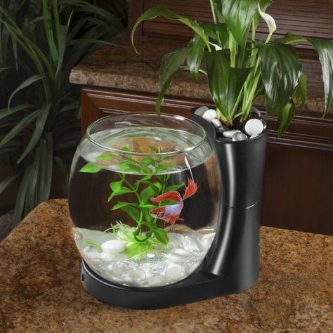 Aquarium Bowl, Betta Fish Bowl, Goldfish Tank, Cool Fish Tanks, Mini Aquarium, Indoor Water Garden, Bowl Planter, Betta Fish Tank, Cool Fish