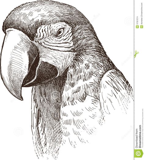 Illustration about Vector drawing of the head of the big parrot. Illustration of macaw, drawing, bird - 37357074 Birds Head Drawing, Doted Art Drawing, Big Bird Drawing, Bird Head Drawing, Parrots Drawing, Macaw Drawing, Ba Be Bi Bo Bu, Big Parrot, Parrot Illustration