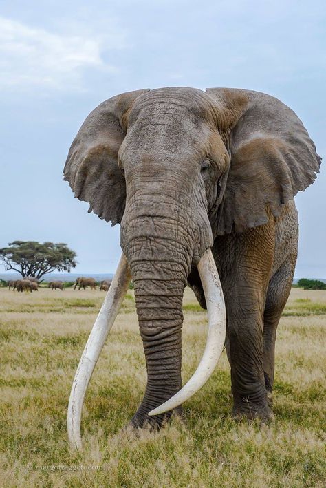 Powerful Elephant Male Elephant, Bull Elephant, Elephant Photography, Elephants Never Forget, Elephant Pictures, Elephants Photos, Circus Elephant, Elephant Sanctuary, Save The Elephants