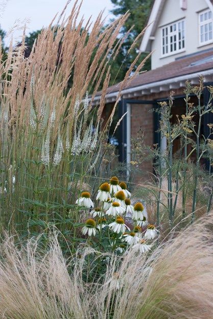 Ornamental Grass Landscape, Stipa Tenuissima, Echinacea Plant, Mexican Feather Grass, Prairie Garden, Grasses Landscaping, Gravel Garden, Longwood Gardens, Echinacea Purpurea