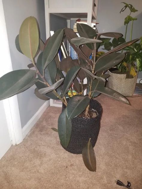 Rubber Tree Plant Care, Rubber Plant Problems, Rubber Leaf Plant, How To Propagate A Rubber Tree Plant, Why Is My Rubber Plant Dropping Leaves, How To Care For Rubber Plant Indoor, Burgundy Rubber Plant, Rubber Plant Indoor, Plant Leaves Turning Brown