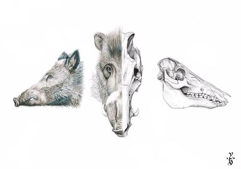 Pig Reference, Boar Skull, Pig Skull, Pencil Drawings Of Nature, Feral Pig, Skull Reference, Skull Sketch, Head Skull, Boars Head