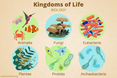 Kingdoms of Life in Biology 6 Kingdoms Of Life, Classification Of Organisms, Taxonomy Biology, Environmental Biology, Campbell Biology, Doctor Quotes Medical, Learn Biology, General Biology, Teacher Board