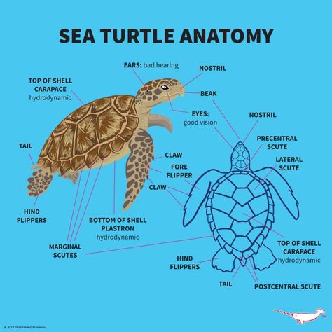 Anatomy Of A Turtle, Turtle Anatomy Drawing, Sea Turtle Anatomy, Ocean Anatomy, Turtle Anatomy, Sea Facts, Sea Turtle Facts, Oceanography Marine Biology, Types Of Turtles