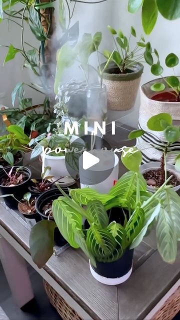 Plant Humidity Cabinet, Humidifier For Plants, Greenhouse Cabinet, Mini Humidifier, Plant Lights, Air Humidifier, Plant Care, Small Space, Small Spaces