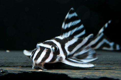 Hypancistrus zebra - Rio Xingu endemic species Zebra Pleco, Pleco Fish, Education Tattoos, Tattoos Architecture, Beautiful Tropical Fish, Tropical Fish Aquarium, Tropical Fish Tanks, Once In A Blue Moon, Fresh Water Fish Tank