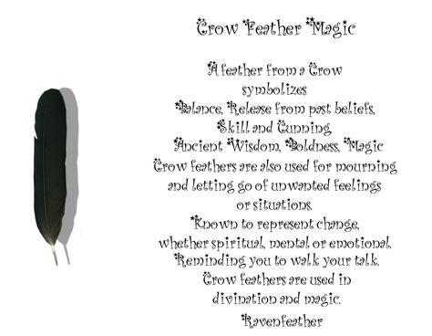 New Version of Crow Feather Magic *Please check your local and federal guidelines for feather collection and possession!* Crow Feather Meaning, Black Feather Meaning, Feather Magic, Wiccan Candle, Feather Meaning, Feather Collection, Crow Feather, Raven Feather, Willow And Sage