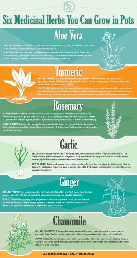 6 Miracle Herbs You Can Grow At Home | Daily Infographic Potted Aloe Vera, Natural Antibiotics, Natural Cold Remedies, Growing Tips, Natural Cough Remedies, Cold Remedies, Garden Kits, Healing Herbs, Lose 40 Pounds