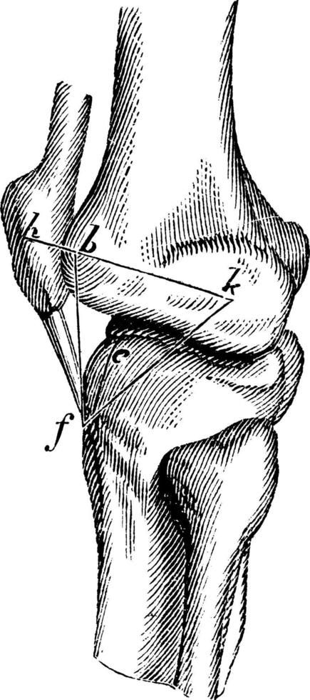 The Knee Joint, vintage illustration. Knee Joints Drawing, Knee Drawing, Drawing Legs, Leg Bones, Flat Design, Vintage Illustration, Line Drawing, The Knee, Anatomy