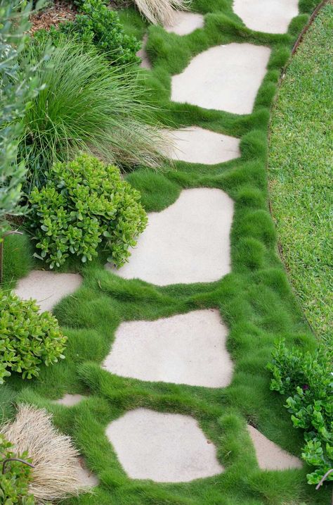 Dover Heights — Garden Society Zoysia Grass, Australian Garden Design, Contemporary Landscape Design, Australian Native Garden, Shade House, Australian Garden, Professional Landscaping, Plant Supplies, Veg Garden