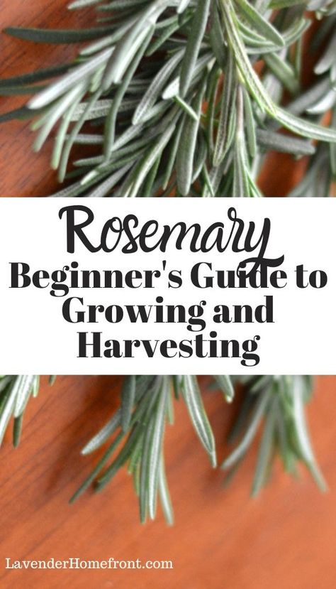 Rosemary In Water Grow, Harvest Rosemary How To, Harvesting Rosemary How To, Rosemary Growing Tips, Rosemary Harvesting, What To Do With Fresh Rosemary, Harvesting Rosemary, Hanging Herb Garden Indoor, Drying Rosemary