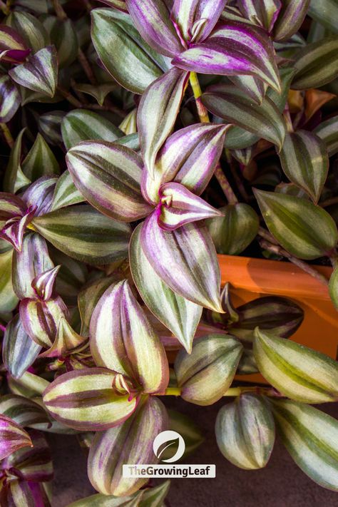 Tradescantia Zebrina (Tradescantia zebrina): Inspiring Indoor Plant Ideas for Your Indoor Garden Majesty Palm, Houseplant Ideas, Tradescantia Zebrina, Indoor Plant Ideas, Nerve Plant, Parlor Palm, Chinese Money Plant, Chinese Evergreen, Lucky Bamboo