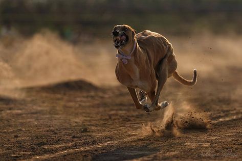 Greyhound race, from the village of punjab, Pakistan Greyhound Dog Rescue, Greyhound Tattoo, Racing Dogs, Dogs Running, Greyhound Puppy, Grey Hound, Greyhounds Racing, Dog Anatomy, Greyhound Art