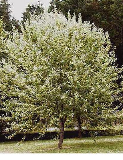 Pyrus Nivalis, Nursery Western, Snow Pear, Pear Photo, Trees Nursery, Australian Trees, Australian Plants, Australian Garden, Tree Nursery