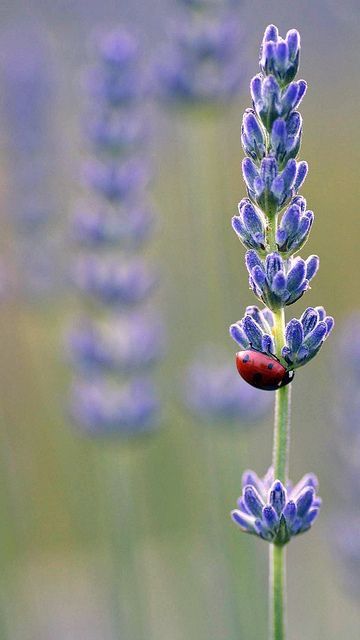 A Ladybug, Lavender Plant, Lovely Lavender, Lavender Blue, Lavender Fields, Arte Floral, Lavender Flowers, Nature Beauty, Pretty Flowers