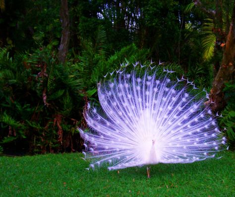 Albino peacock Albino Peacock, Rare Albino Animals, Peacock Wallpaper, Wallpaper Full Hd, Albino Animals, White Peacock, Rare Animals, Pretty Animals, Exotic Birds