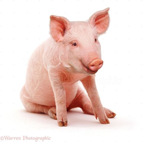 http://www.warrenphotographic.co.uk/06875-sitting-pig Pig Sitting, Piglet Photos, Baby Pig, Cute Piglets, Animal Flashcards, Pig Art, Cute Piggies, Baby Pigs, Watercolor Cat