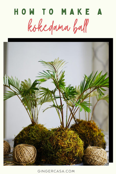 kokedama balls Kokedama Plants, Kokedama Ball, Diy Kokedama, Kokedama Diy, Moss Ball, Dream Kitchens Design, Moss Balls, Life Group, Party Food And Drinks