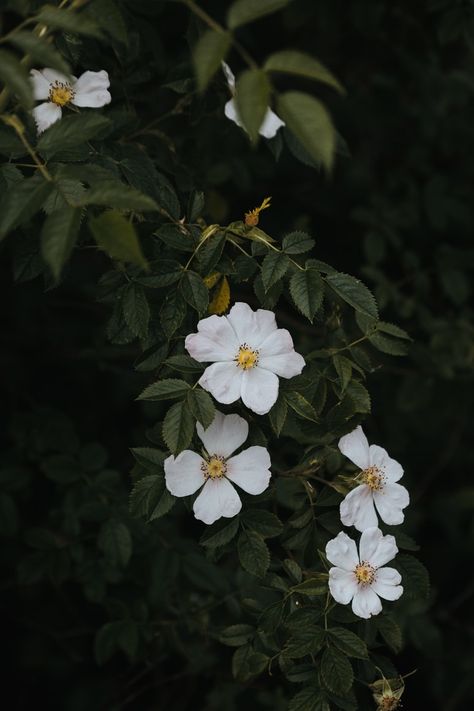 white flowers with green leaves photo – Free Image on Unsplash Leaves Photo, Nature Photography Flowers, Sunflower Wallpaper, Wallpaper Nature Flowers, Sunset Nature, Beautiful Flowers Wallpapers, Photography Wallpaper, Wallpaper Free Download, Dark Forest