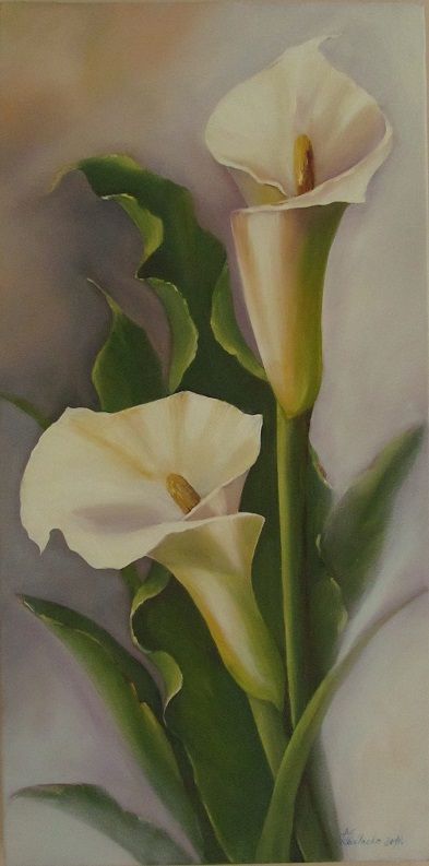 Arum Lilies Paintings, Catalilly Flower, White Rose Painting Acrylic, Calla Lily Painting, Lilies Drawing, Arum Lily, Calla Lily Flowers, Lily Painting, Flower Painting Canvas