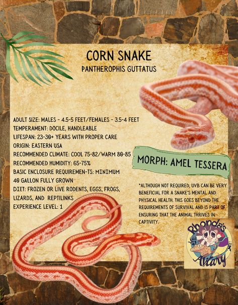 Arriving tomorrow- Amel Tessera Cornsnake #Cornsnakesofinstagram #RhondasAviary Corn Snake Habitat, Corn Snake Cute, Corn Snake Morphs, Corn Snake Enclosure Ideas, Snake Terrarium, Snake Enclosure, Corn Snake, Reptile Enclosure, Sweet Animals